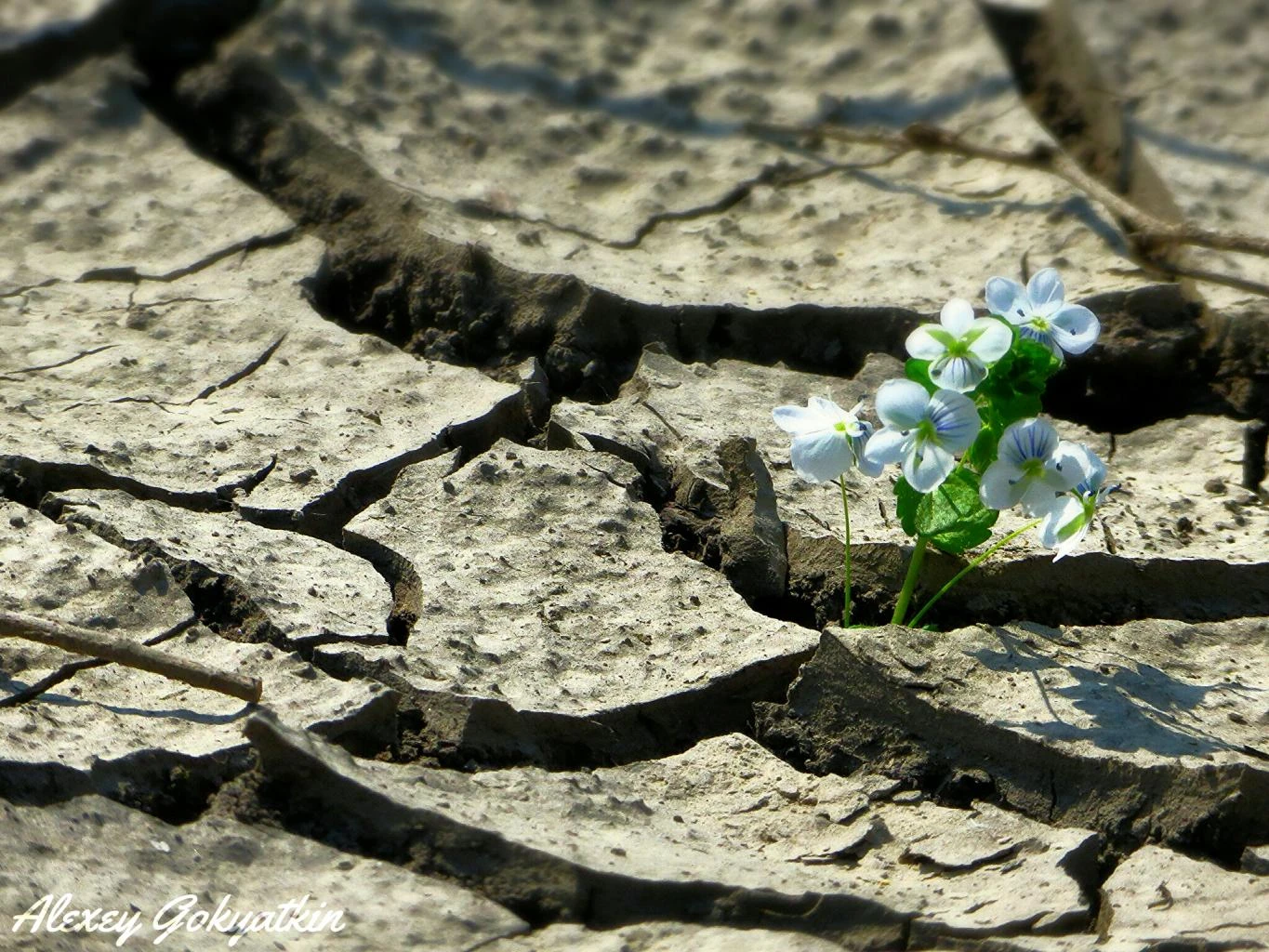 photographic composition