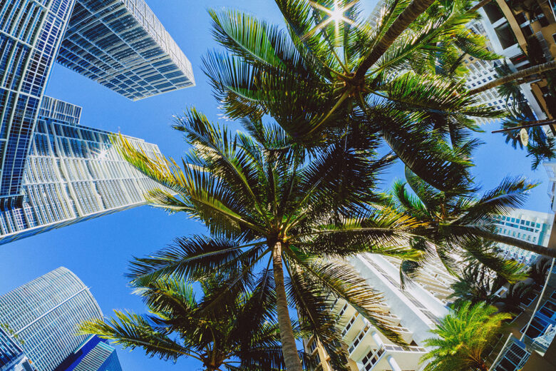 photo of palm trees looking up