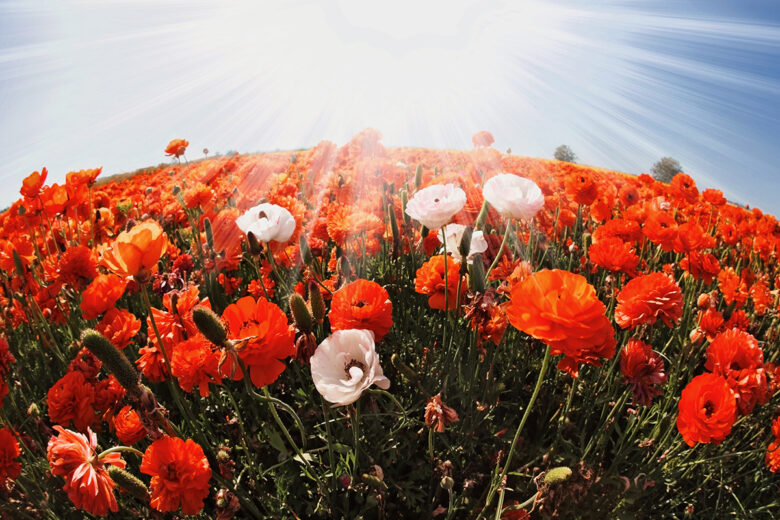 fisheye filter on a field of flowers