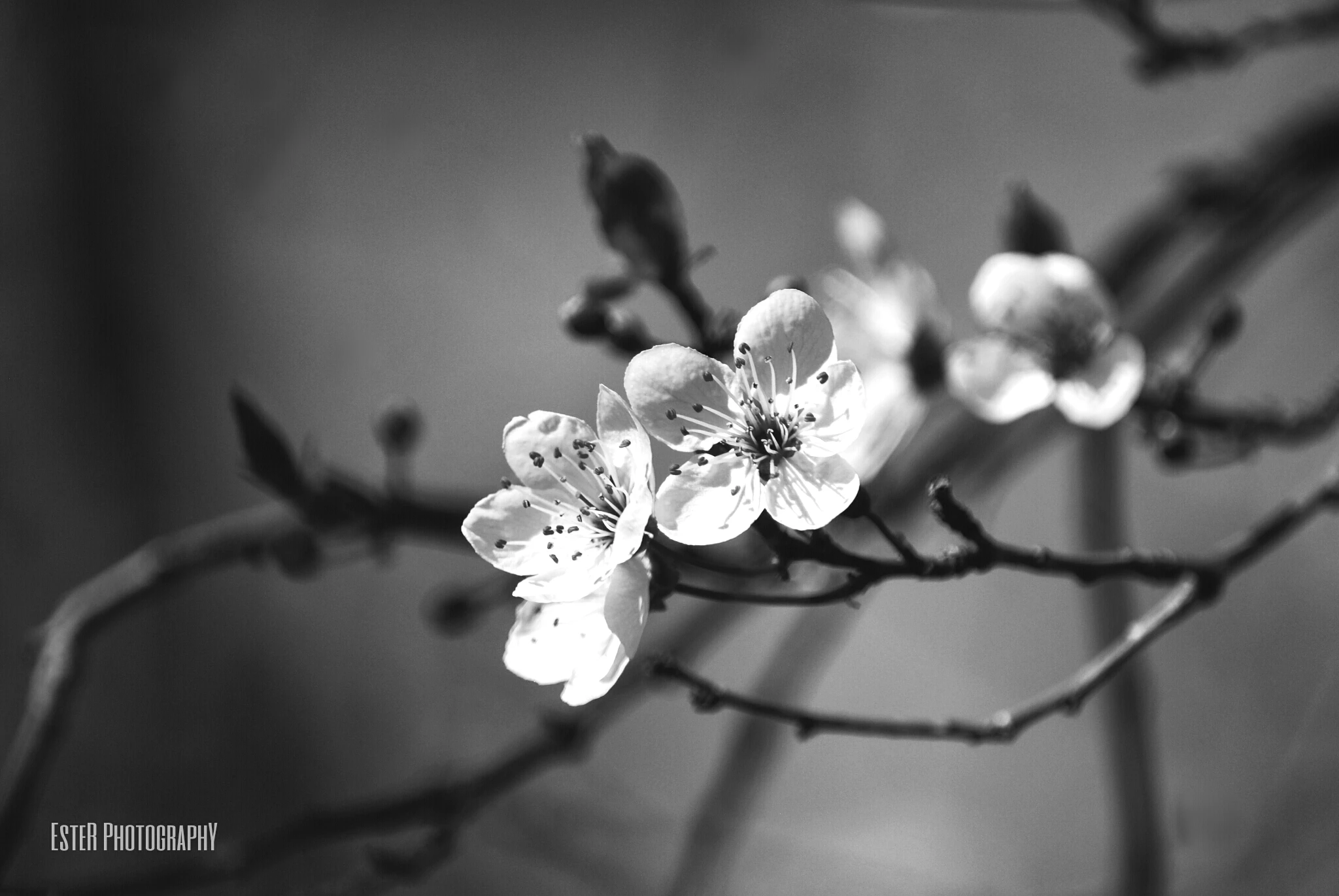Black and white flower photography