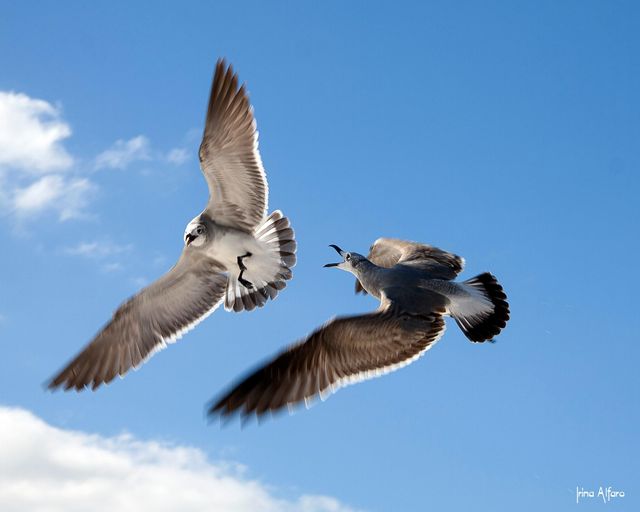 how to photograph birds both far and near