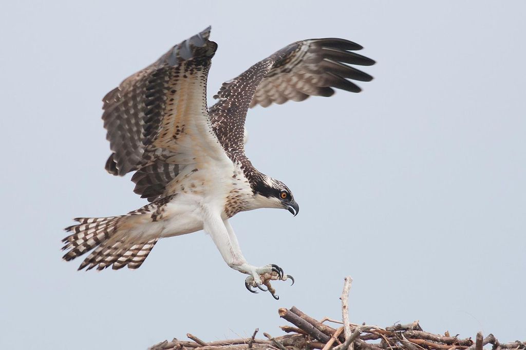 bird photography