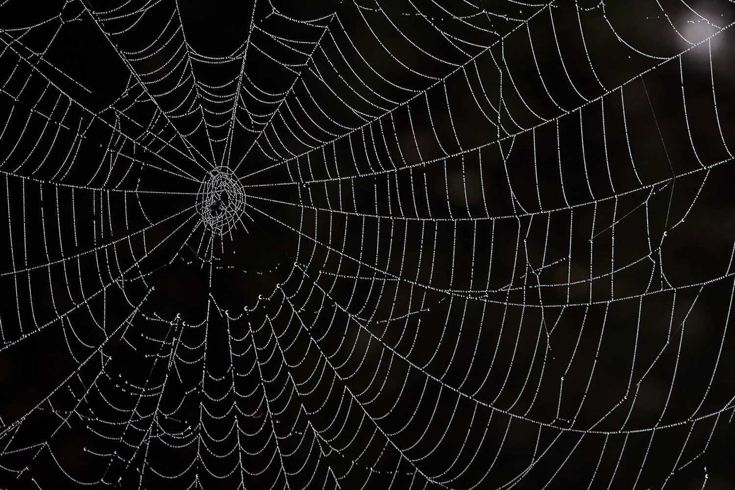 halloween photography