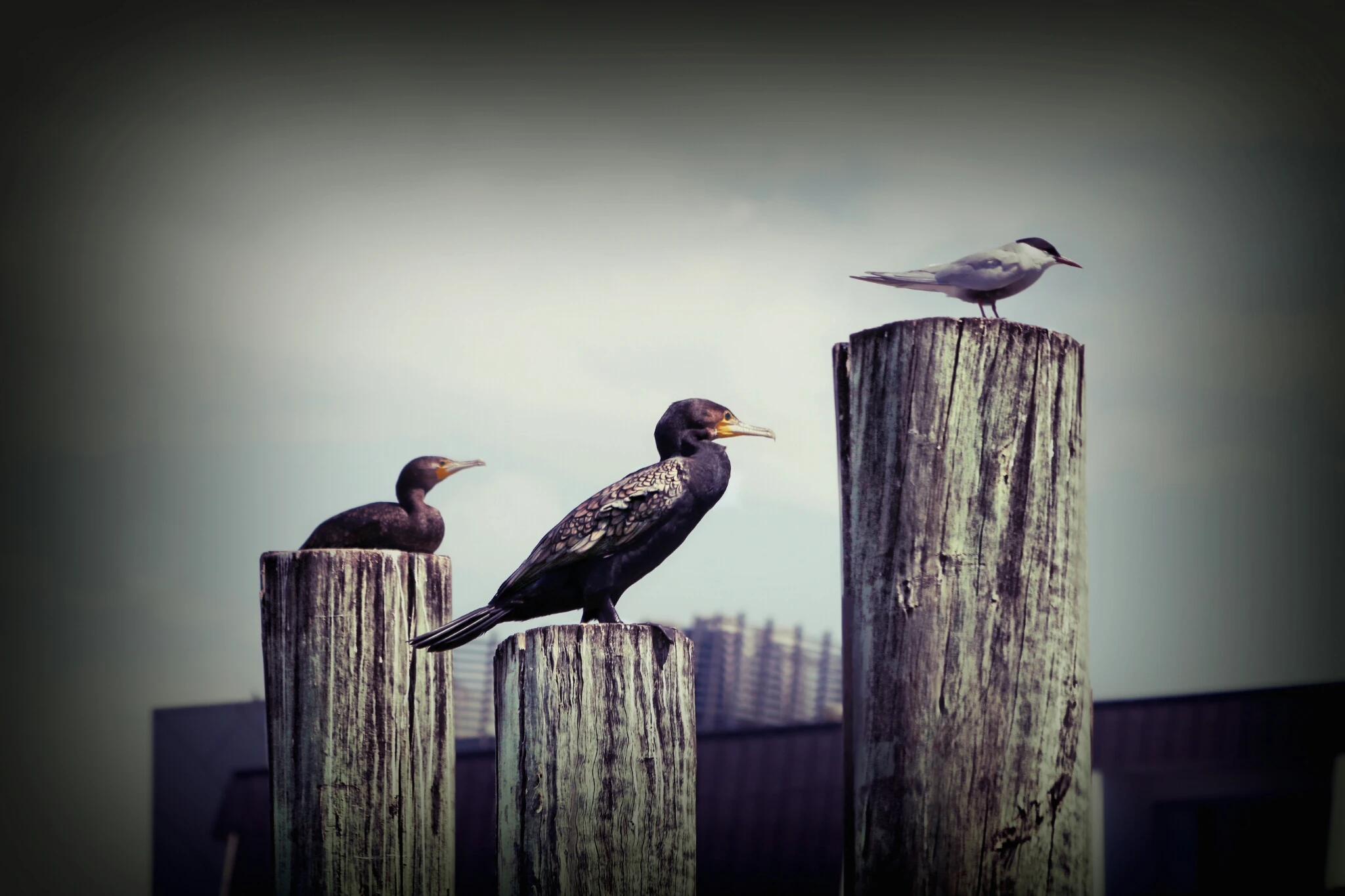 picsart week in review