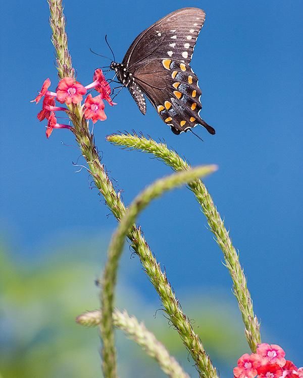 butterfly pictures