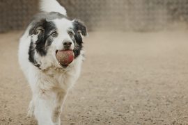 Meet Karen Weiler, the Woman Behind Posh Pets Photography