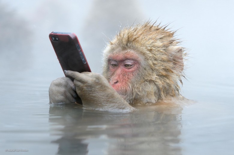 Monkey with iPhone