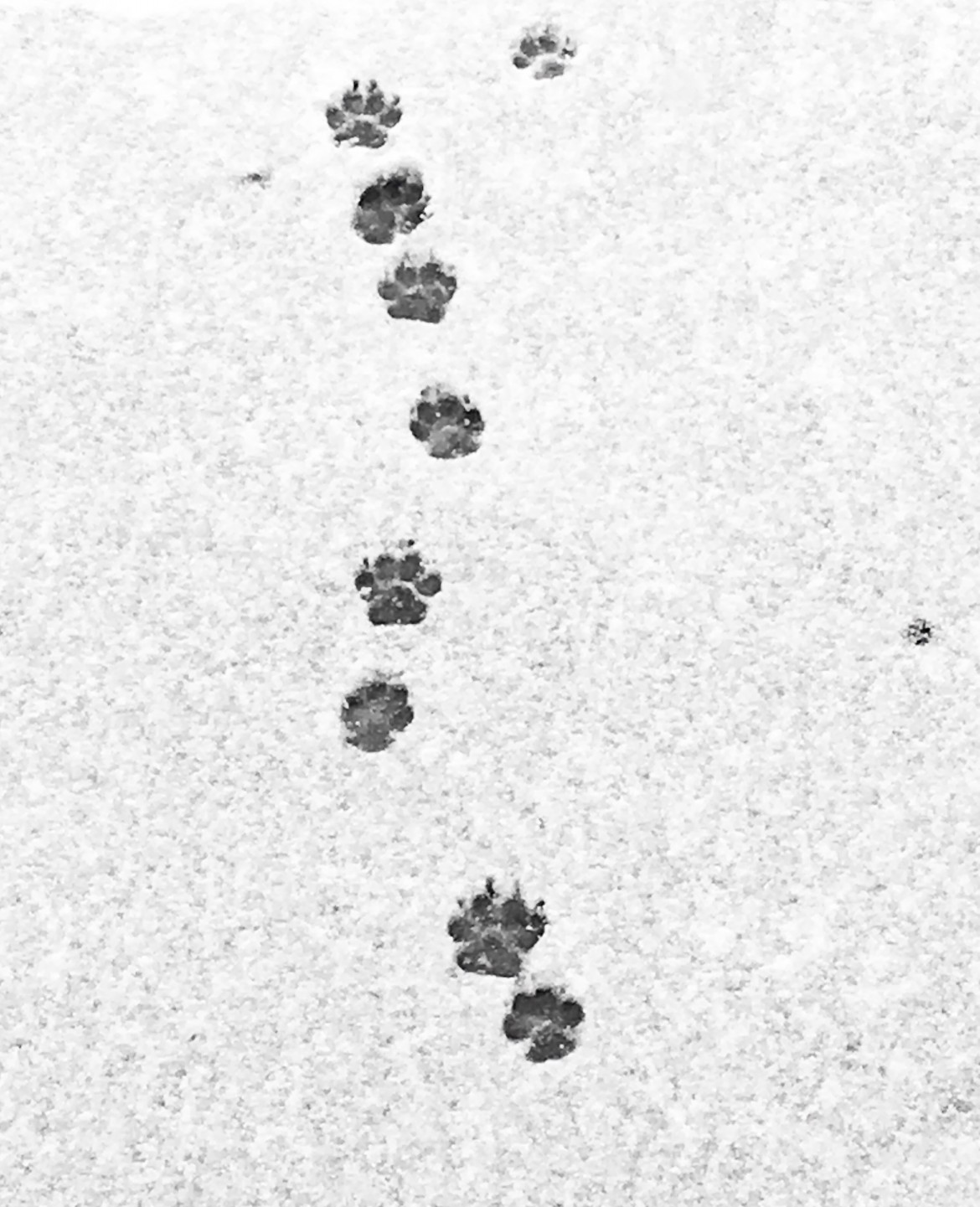 9 Dog Photography Tips to Make Your Pup Stand Out From the Pack