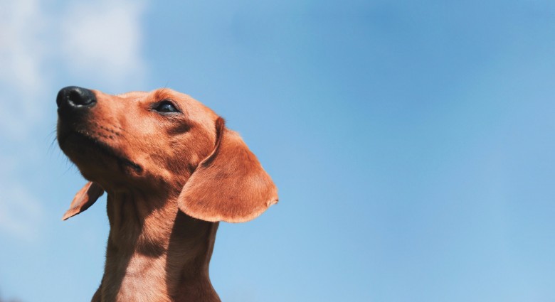 9 Dog Photography Tips to Make Your Pup Stand Out From the Pack