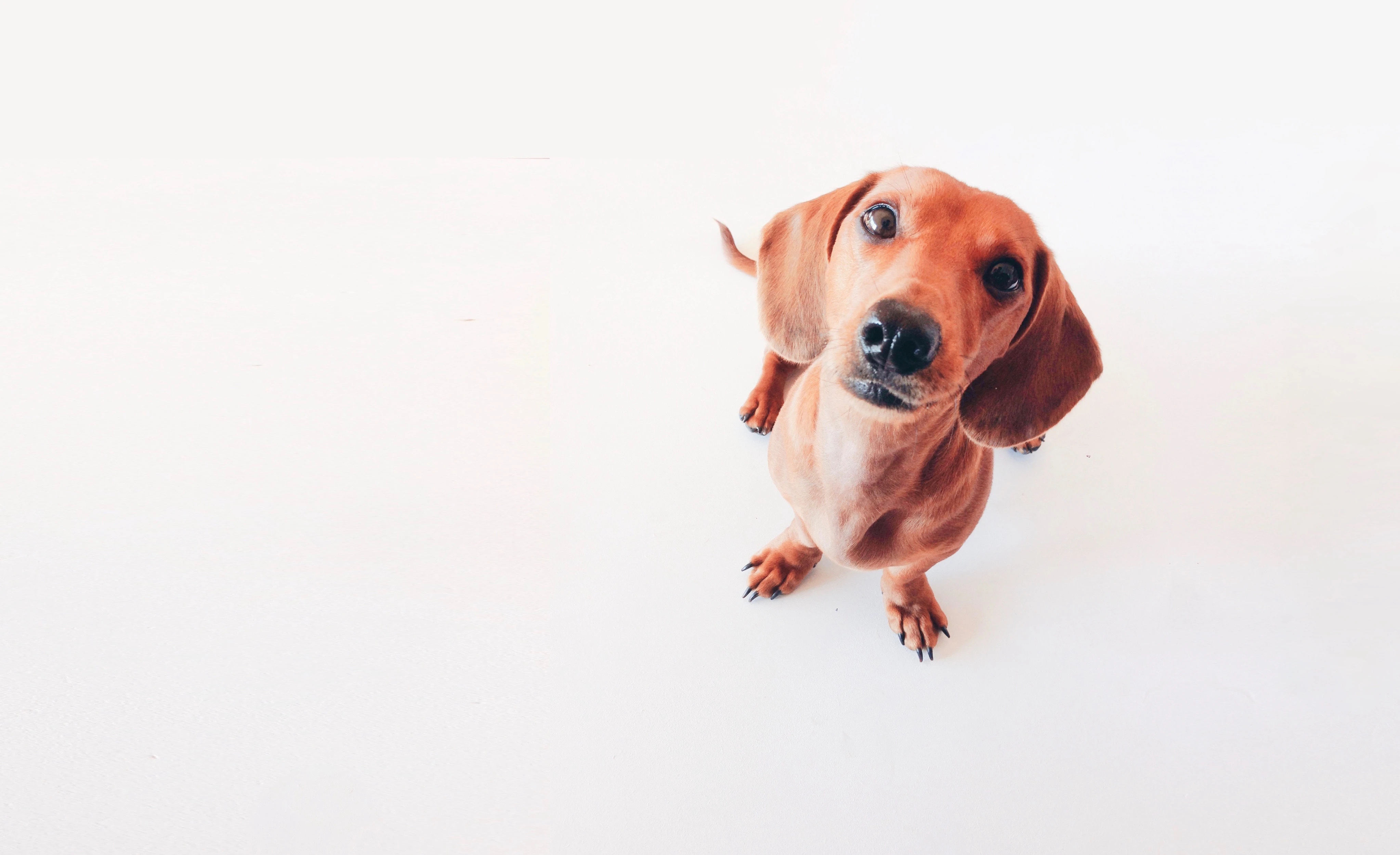 dog photography how to