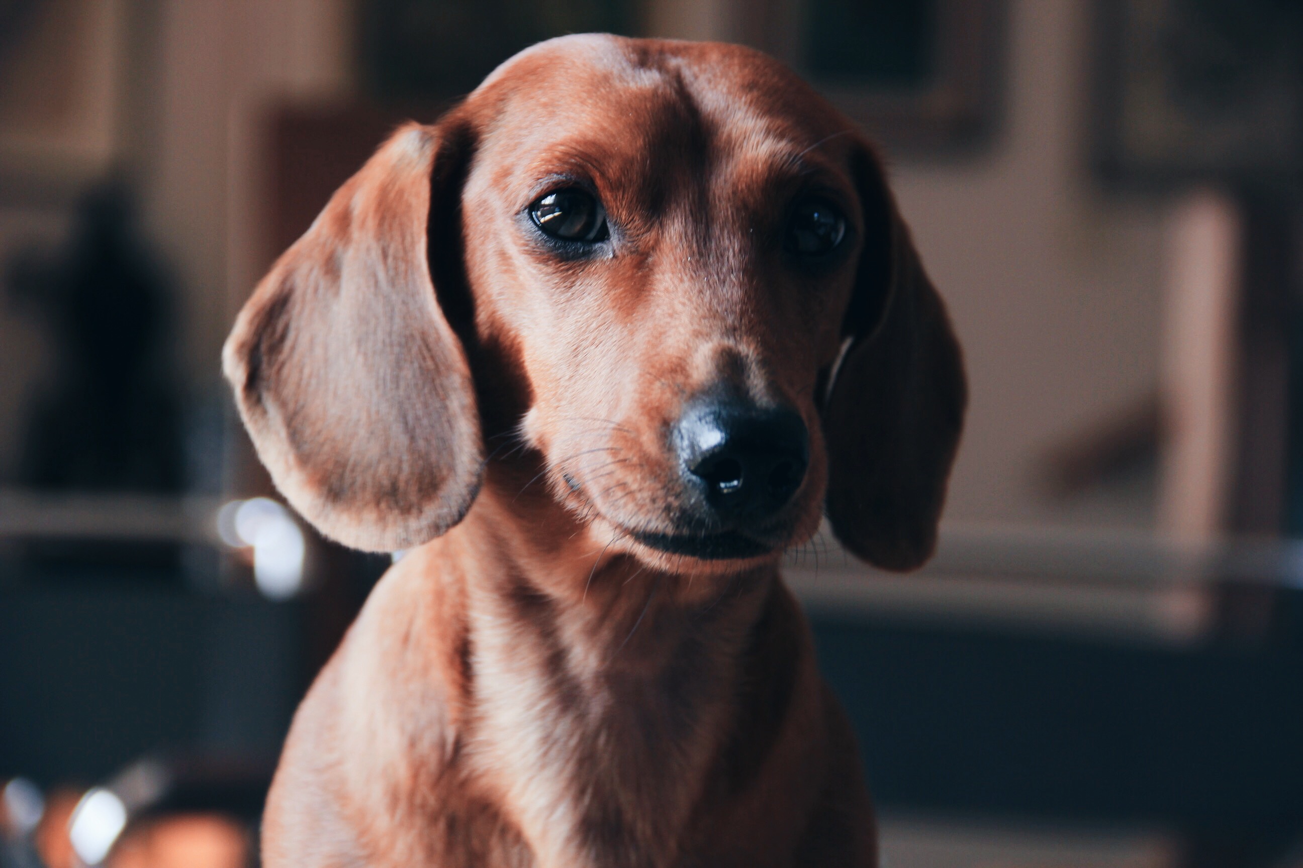 9 Dog Photography Tips to Make Your Pup Stand Out From the Pack