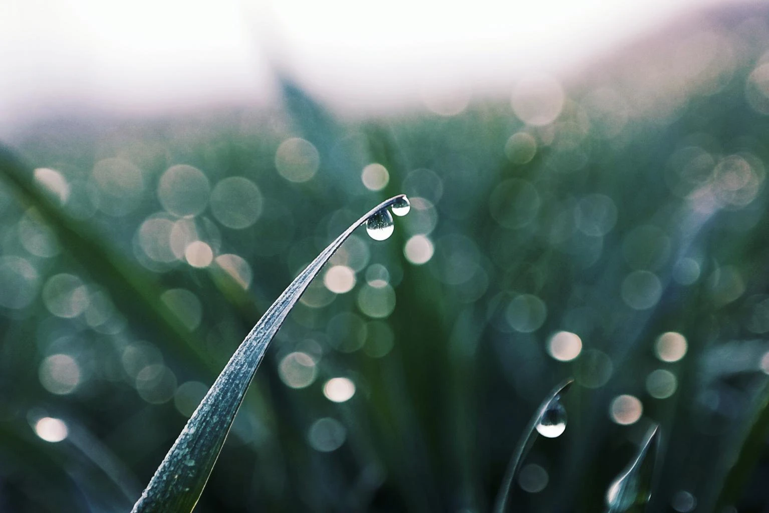 macro photography rain
