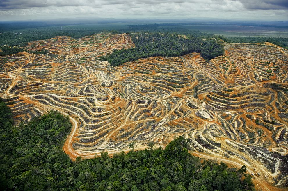 Borneo deforestation by Mattias Klum - Earth Day - PicsArt Blog