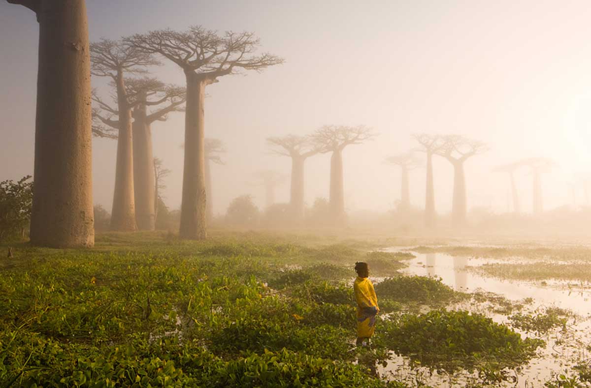 Baobab Trees in Madagascar by Marsel van Oosten - Earth Day - PicsArt Blog