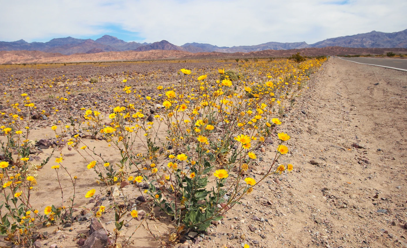 Intro to Flower Macro Photography