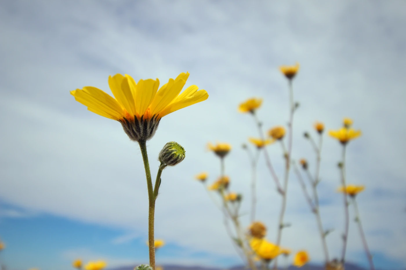 Intro to Flower Macro Photography