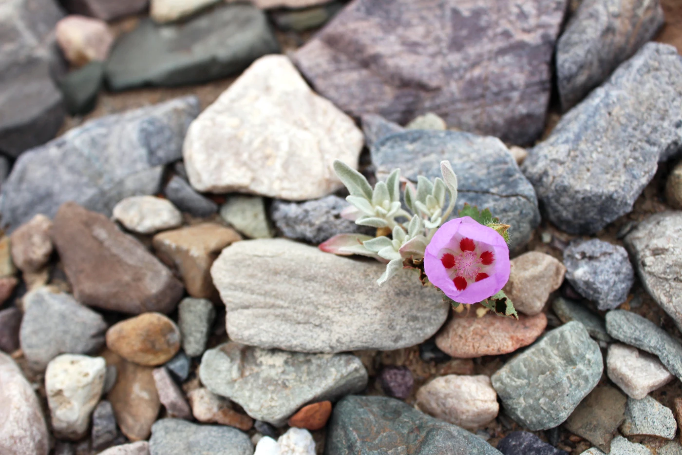 Intro to Flower Macro Photography