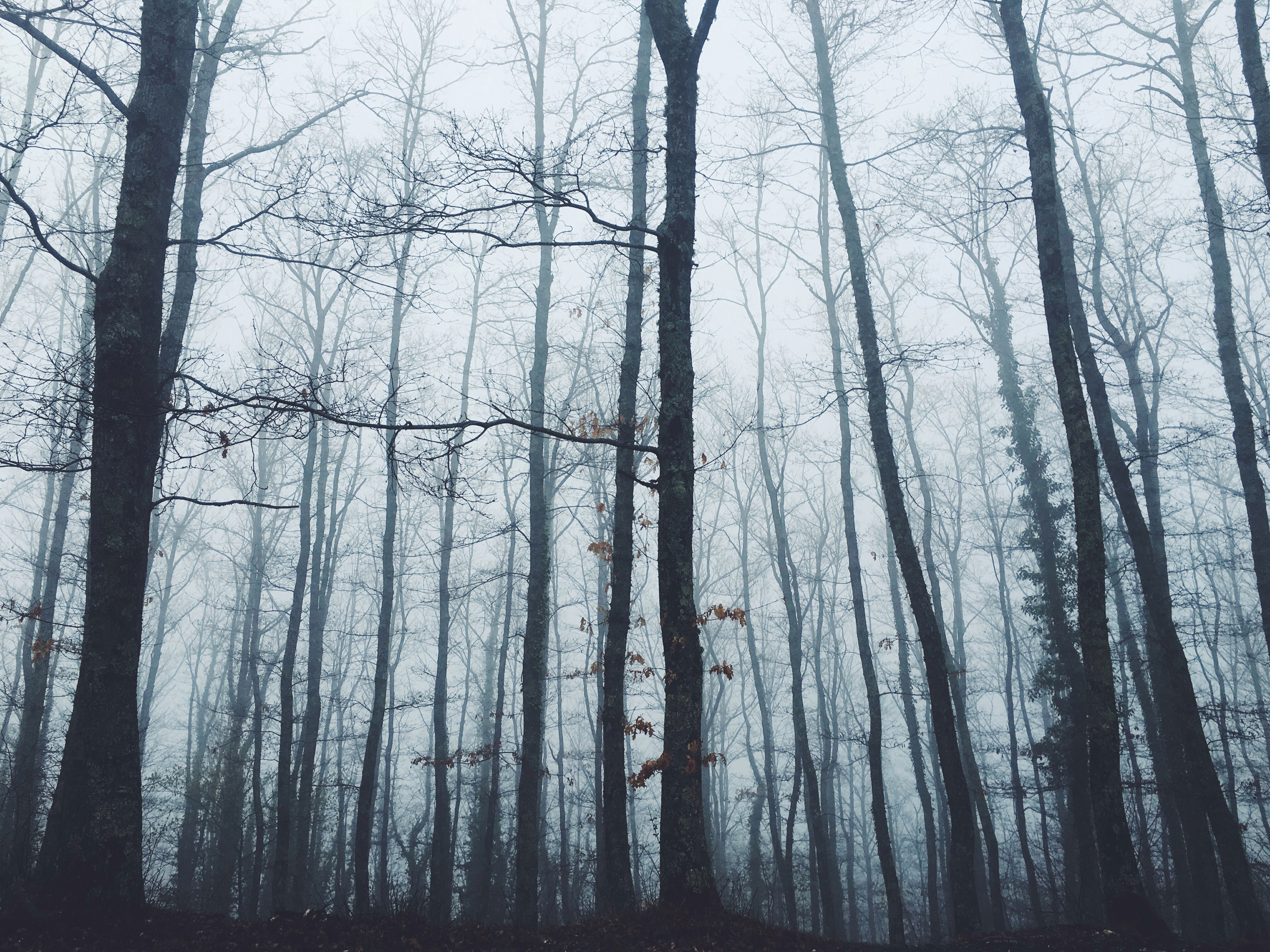 Fog photography by @dannyrothschild on PicsArt