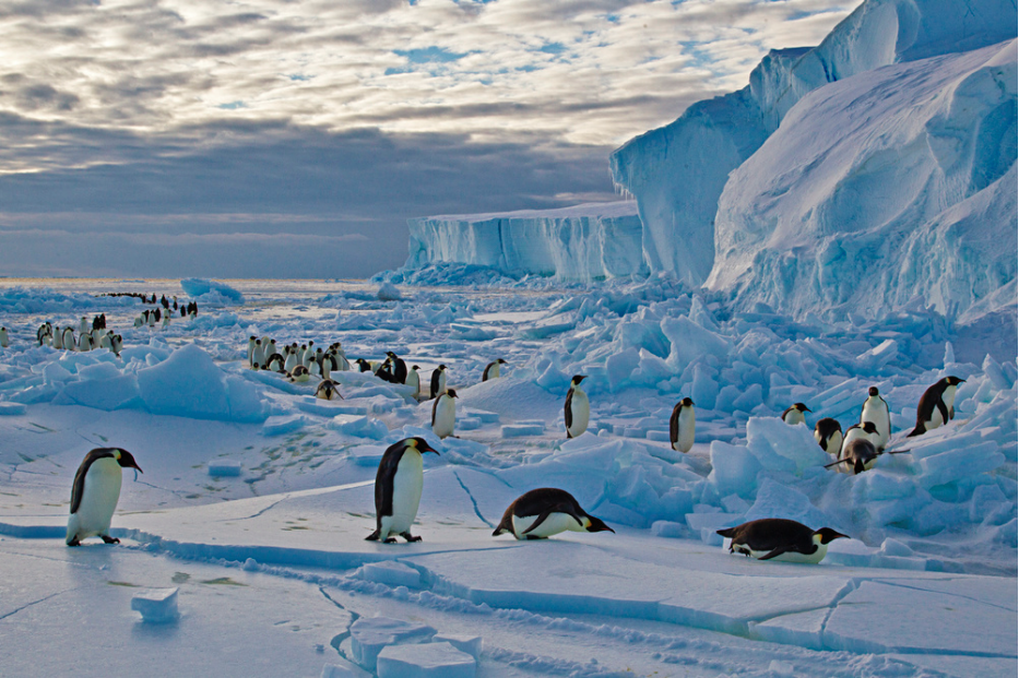 Penguins in Antarctica by Paul Nicklen - Earth Day - PicsArt Blog