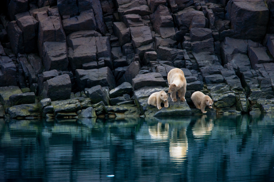 Global Warming threatens polar bears - by Paul Nicklen - Earth Day - PicsArt Blog