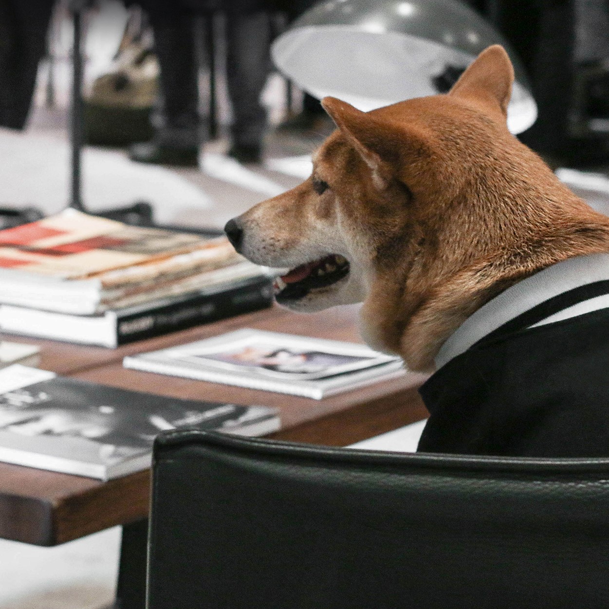 Business Dog