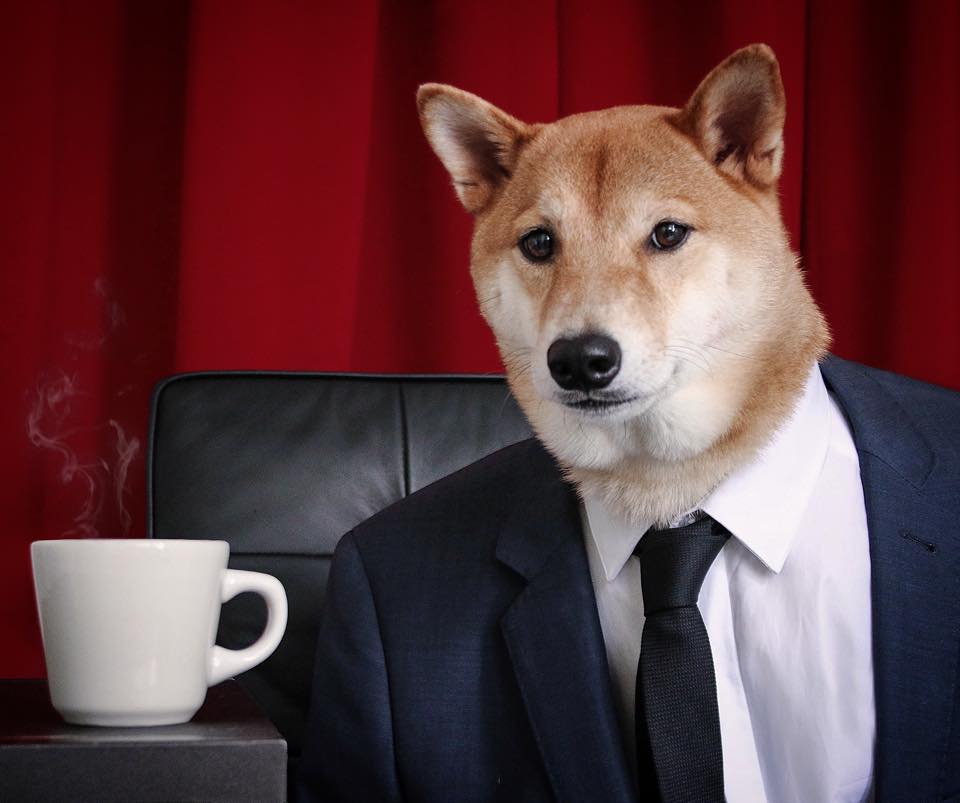 Business Dog