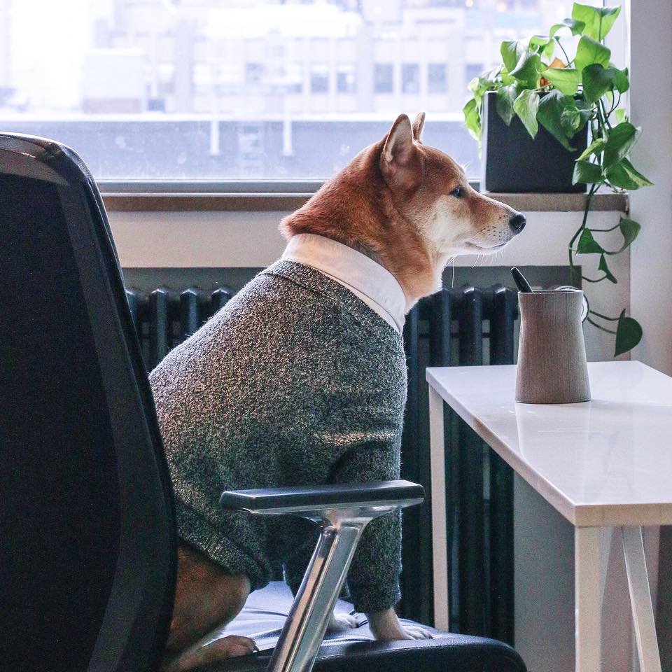 Businessman Dog in the Office