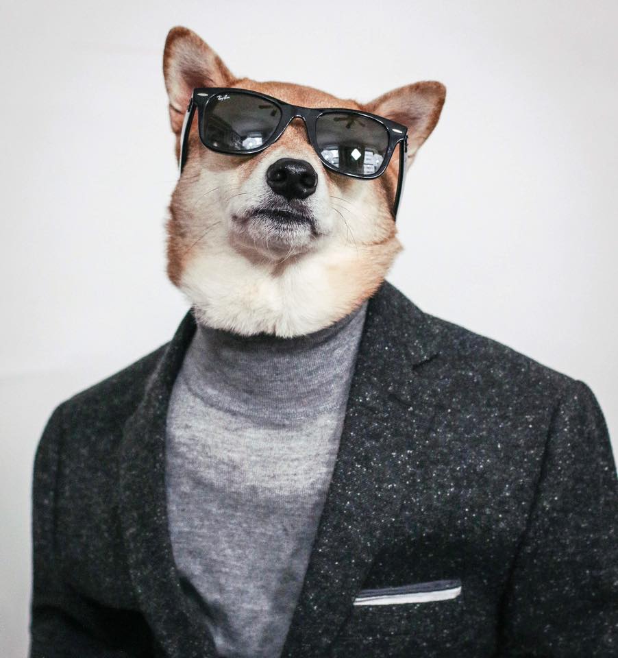 Cool Dog in Blazer and Sunglasses