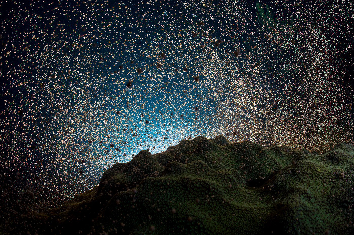 Coral Spawn Cayman Islands - Underwater Photography by Alex Mustard