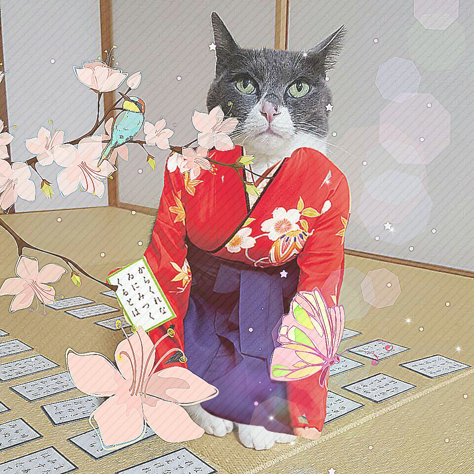 Cat Wearing a Kimono