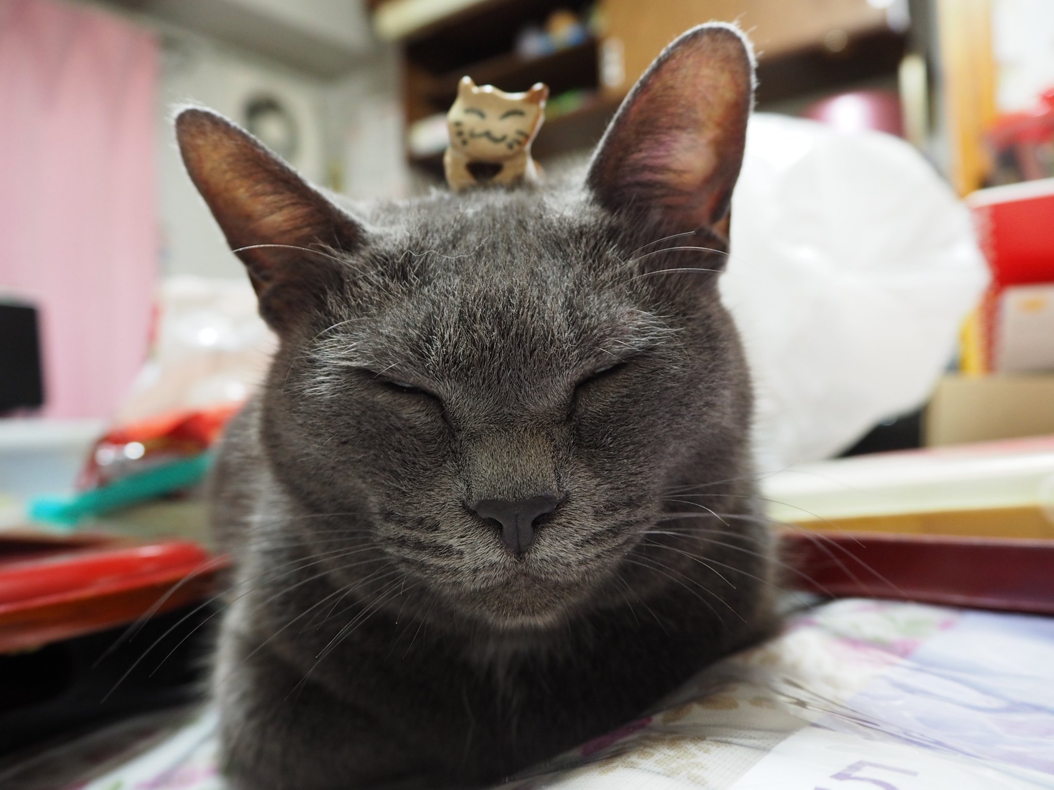 8 Reasons Why Japan  Cats  Are the Best