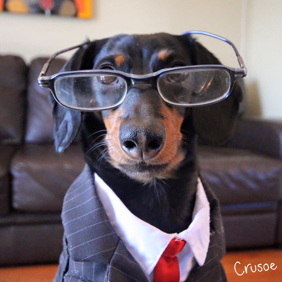 Crusoe the Celebrity Dachshund