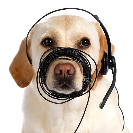 Dog Using a Phone