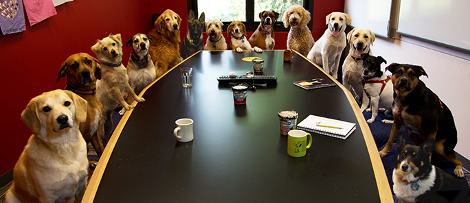 Dogs Boardroom Meeting