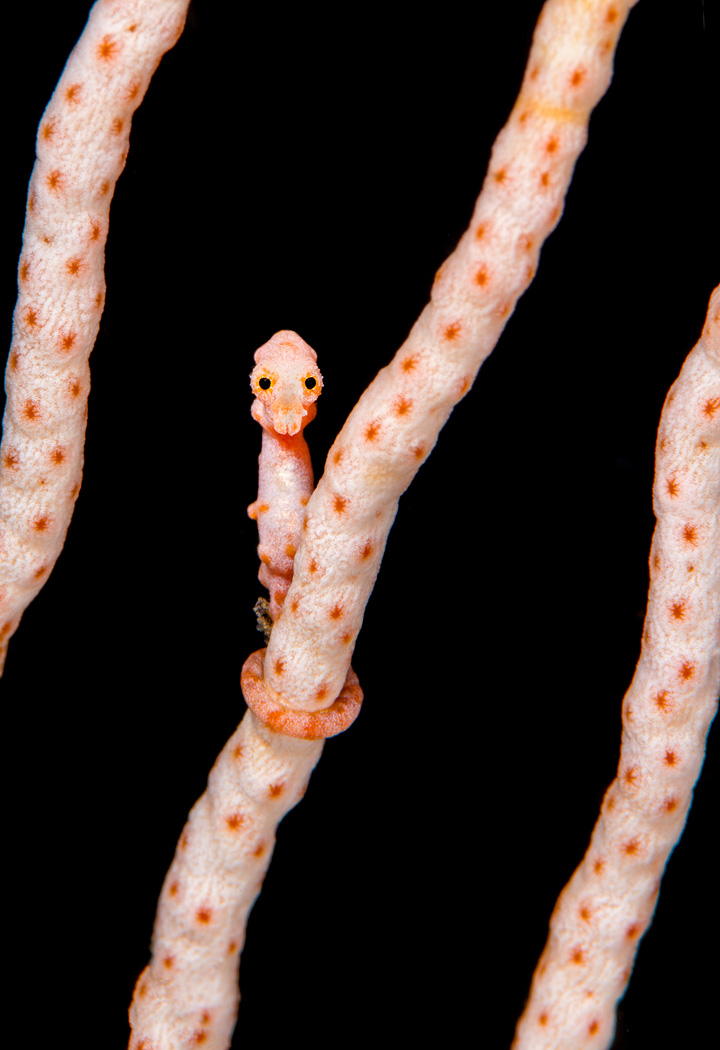 Pygmy Seahorse (Hippocampus denise) Misool, Raja Ampat by Alex Mustard