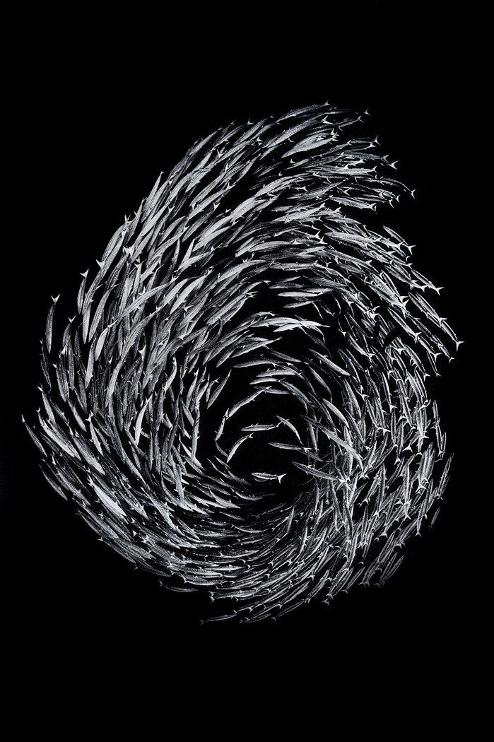 Barracuda Swirl by Alexander Mustard - Wildlife Photographer of the Year 2014 Awards