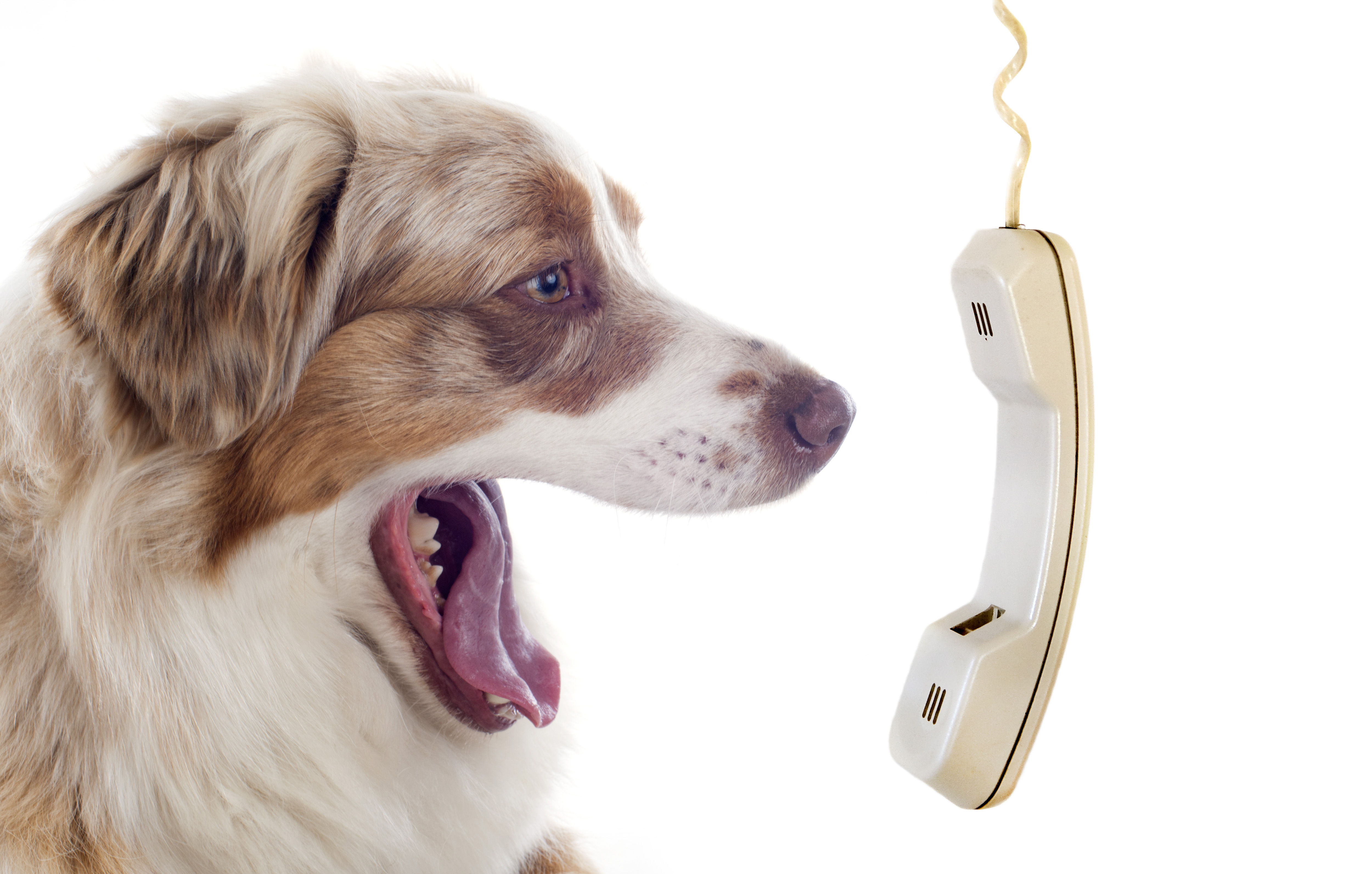 Dog On the Phone