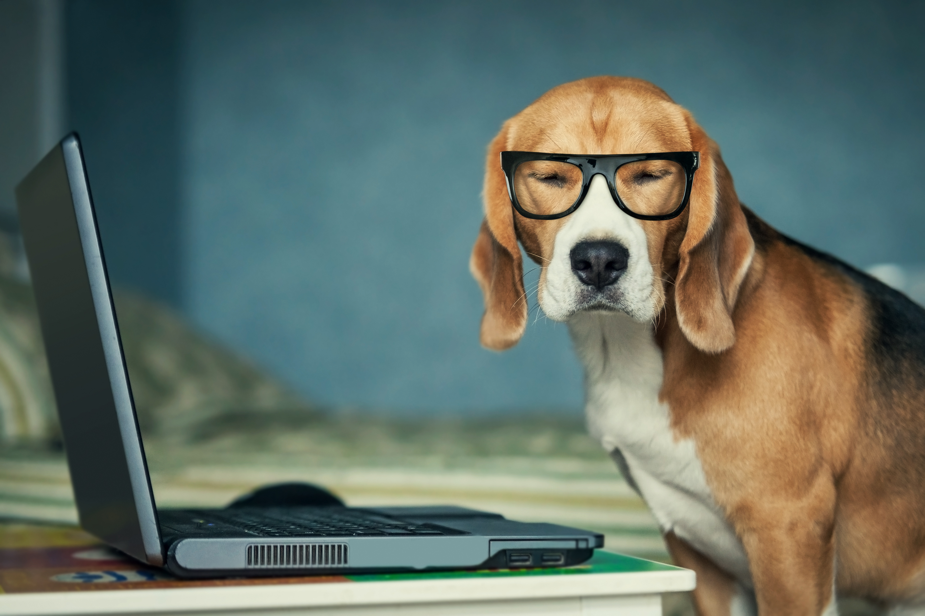 Beagle with Glasses Using a Laptop