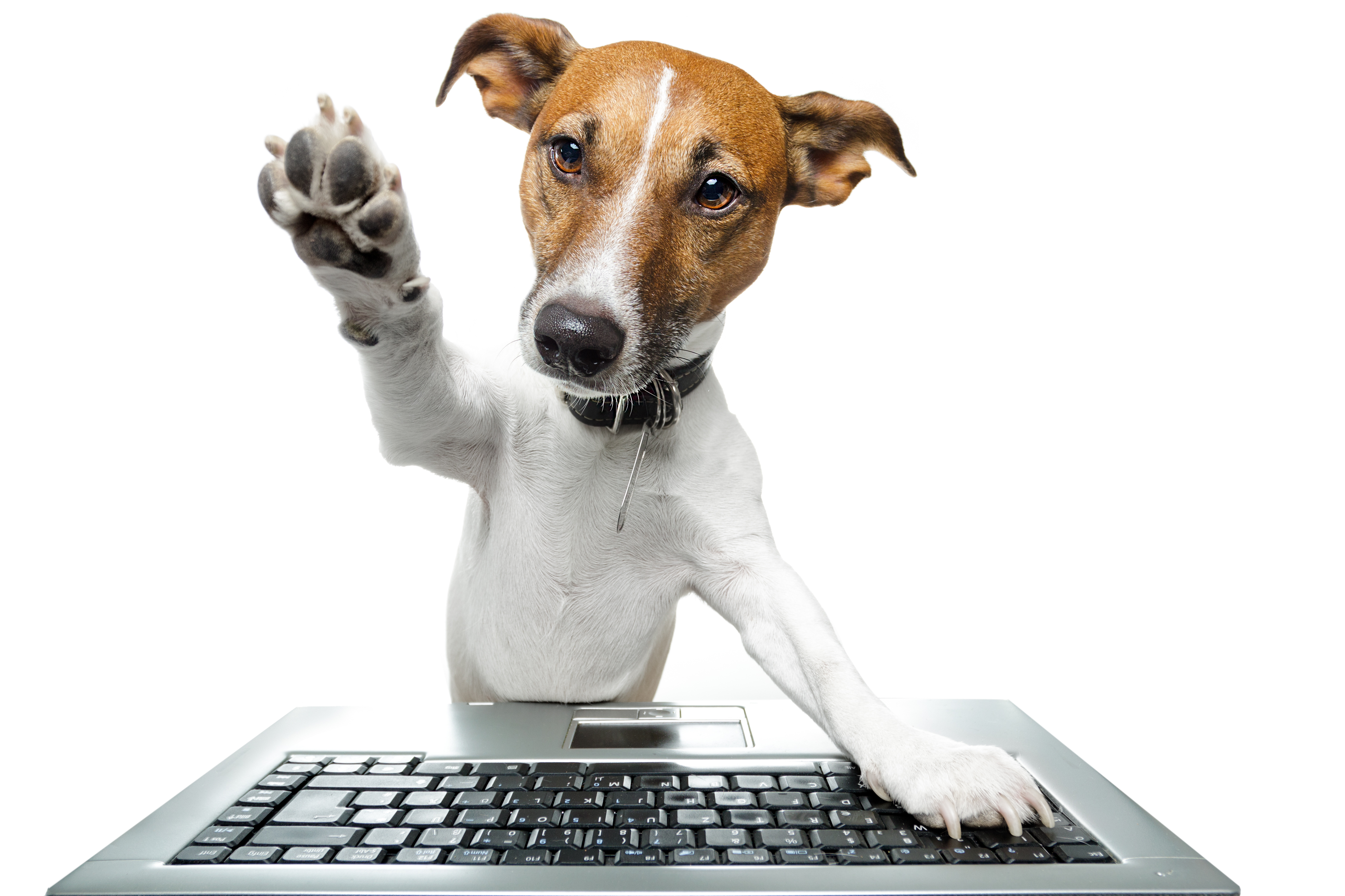 Dog High Five