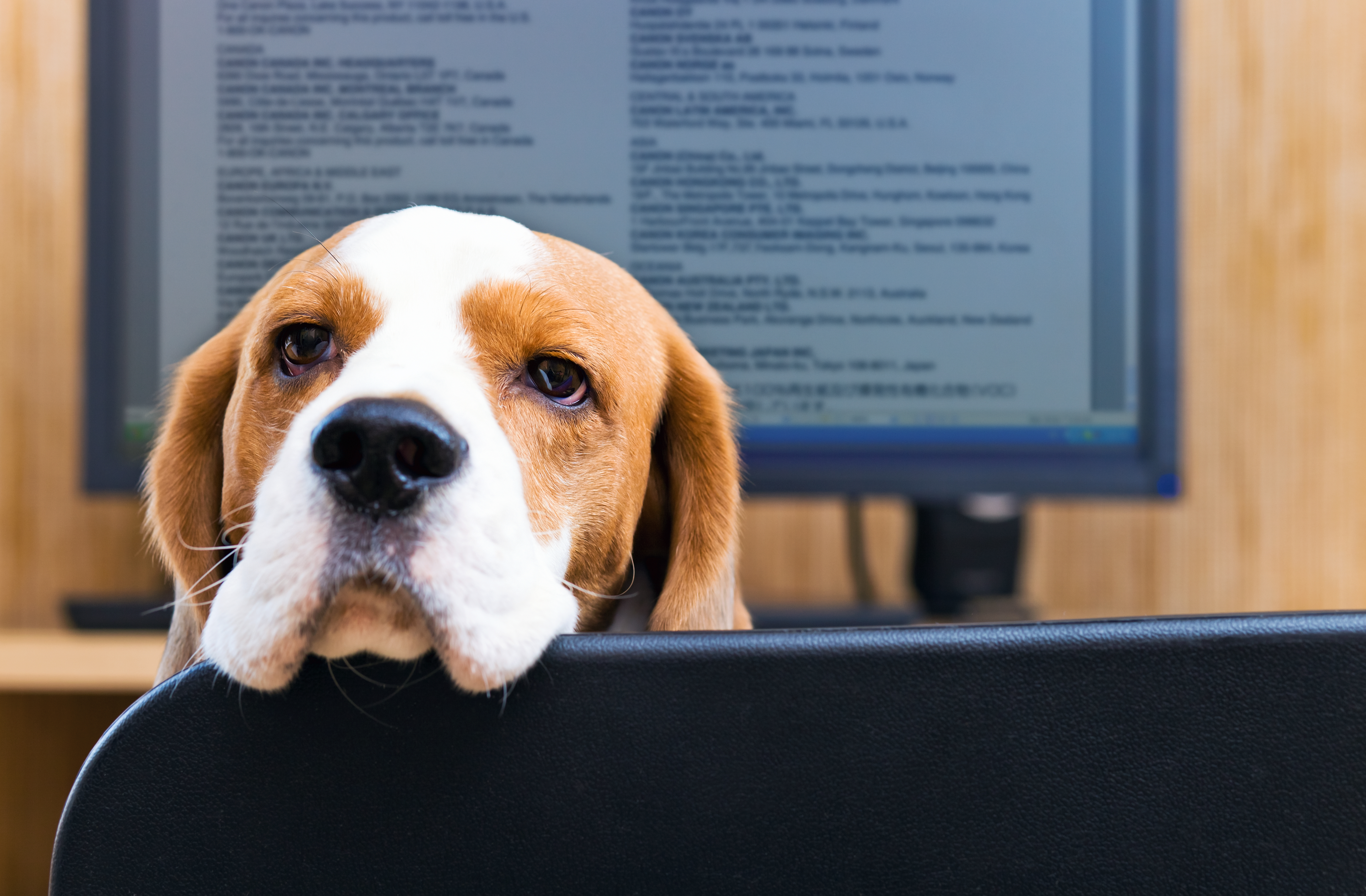 Dog Tired at the Office