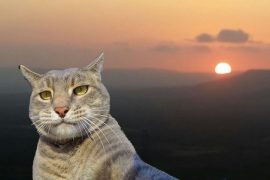 The Internet Found a Cat Selfie Sticker and This Is How It Responded