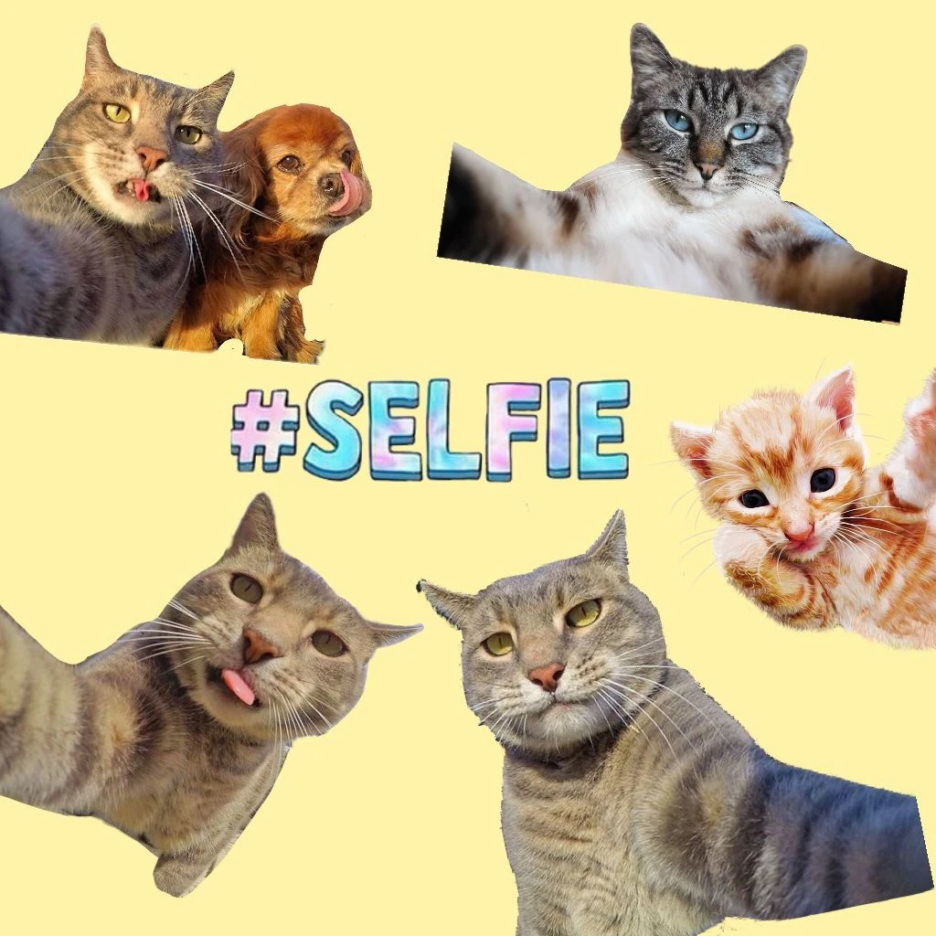 selfie cat stickers on picsart