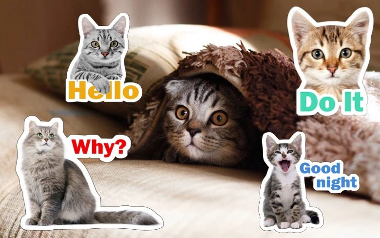 'Just Kitten' Stickers on the photo of a cat