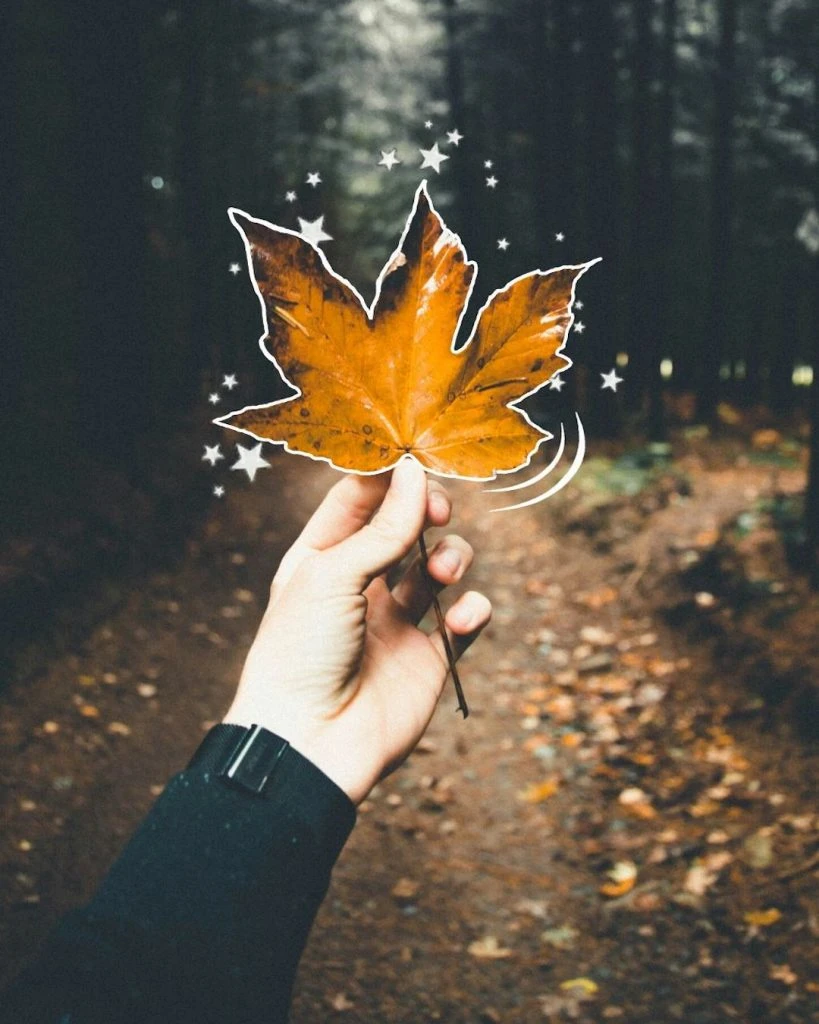 Brown fall leaf outline