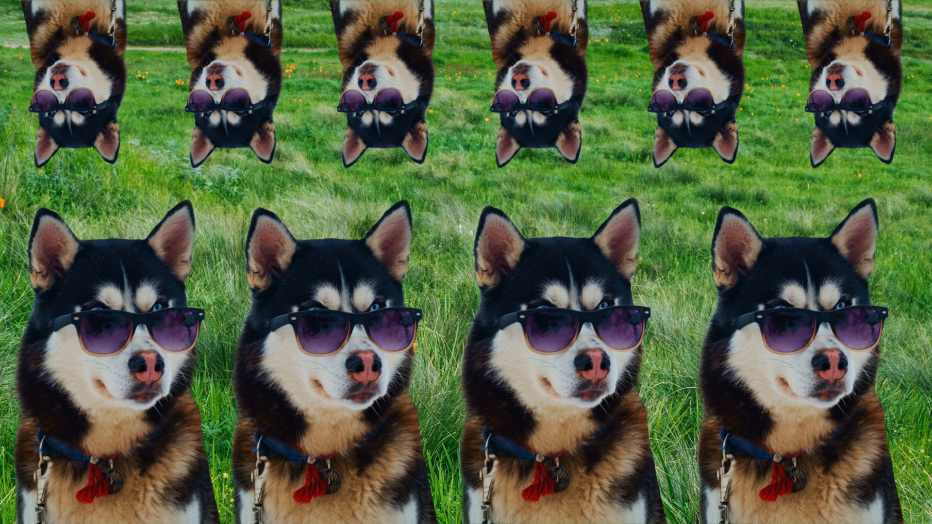 Zoom Backgrounds With Dogs