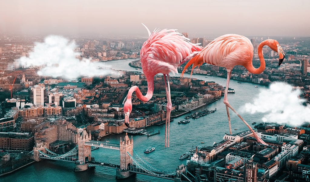 surreal flamingo edit