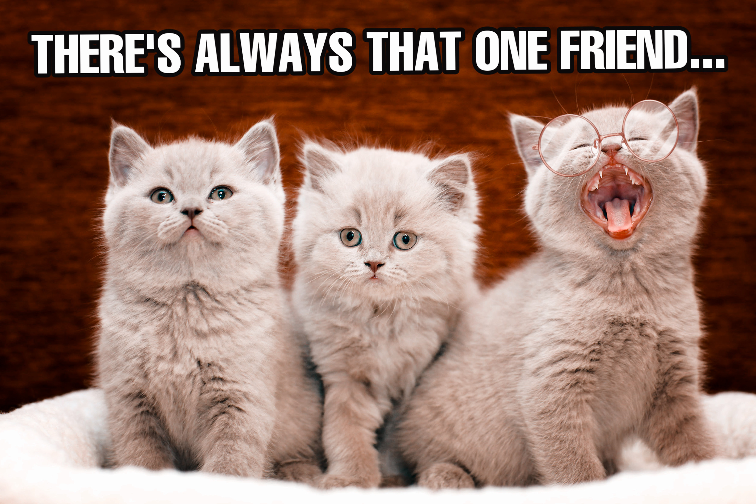 Meme of three kittens made with meme maker tool