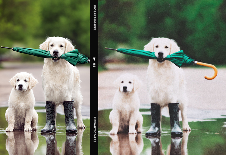 Film grain effect on dogs