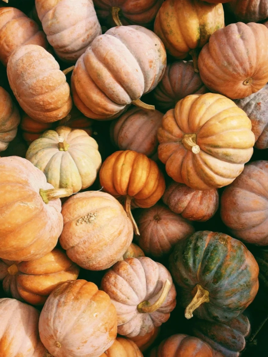 Pumpkins stylish