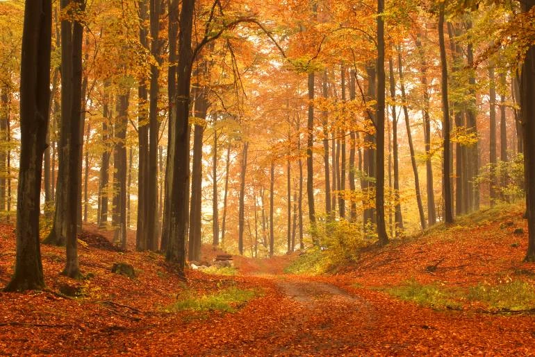Fall photo with trees and leaves